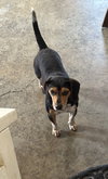 Roscoe