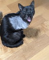 Banjo