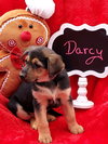 Darcy