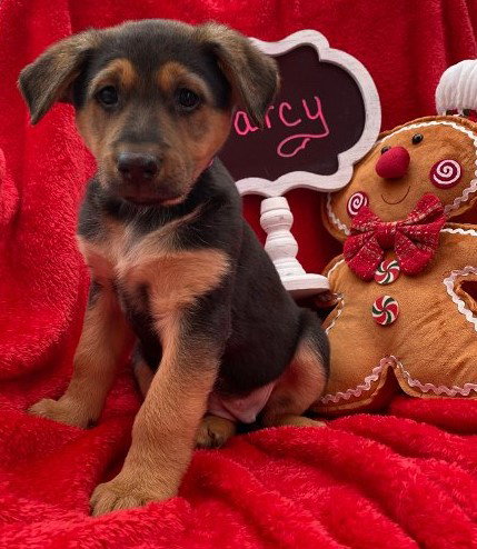 Darcy