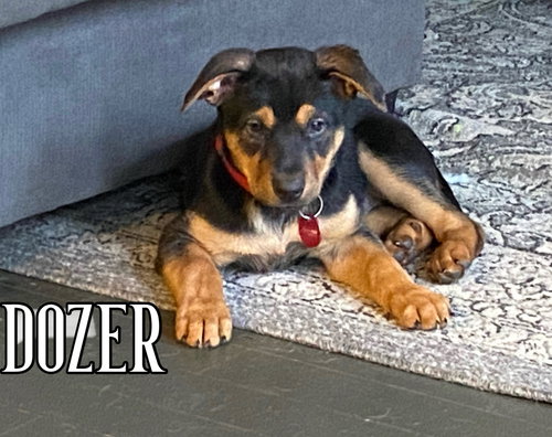 Dozer