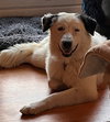 Rhoda