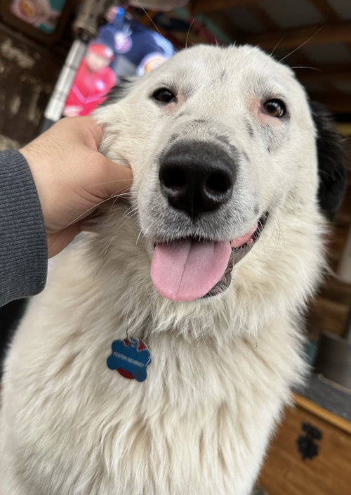 Rhoda