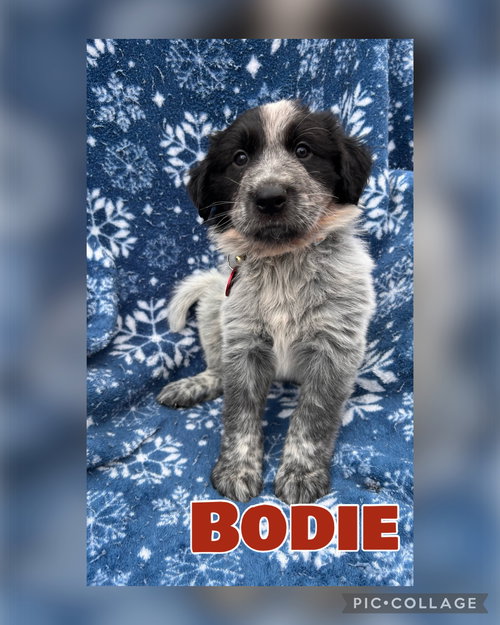 Bodie