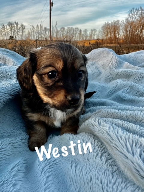 Westin