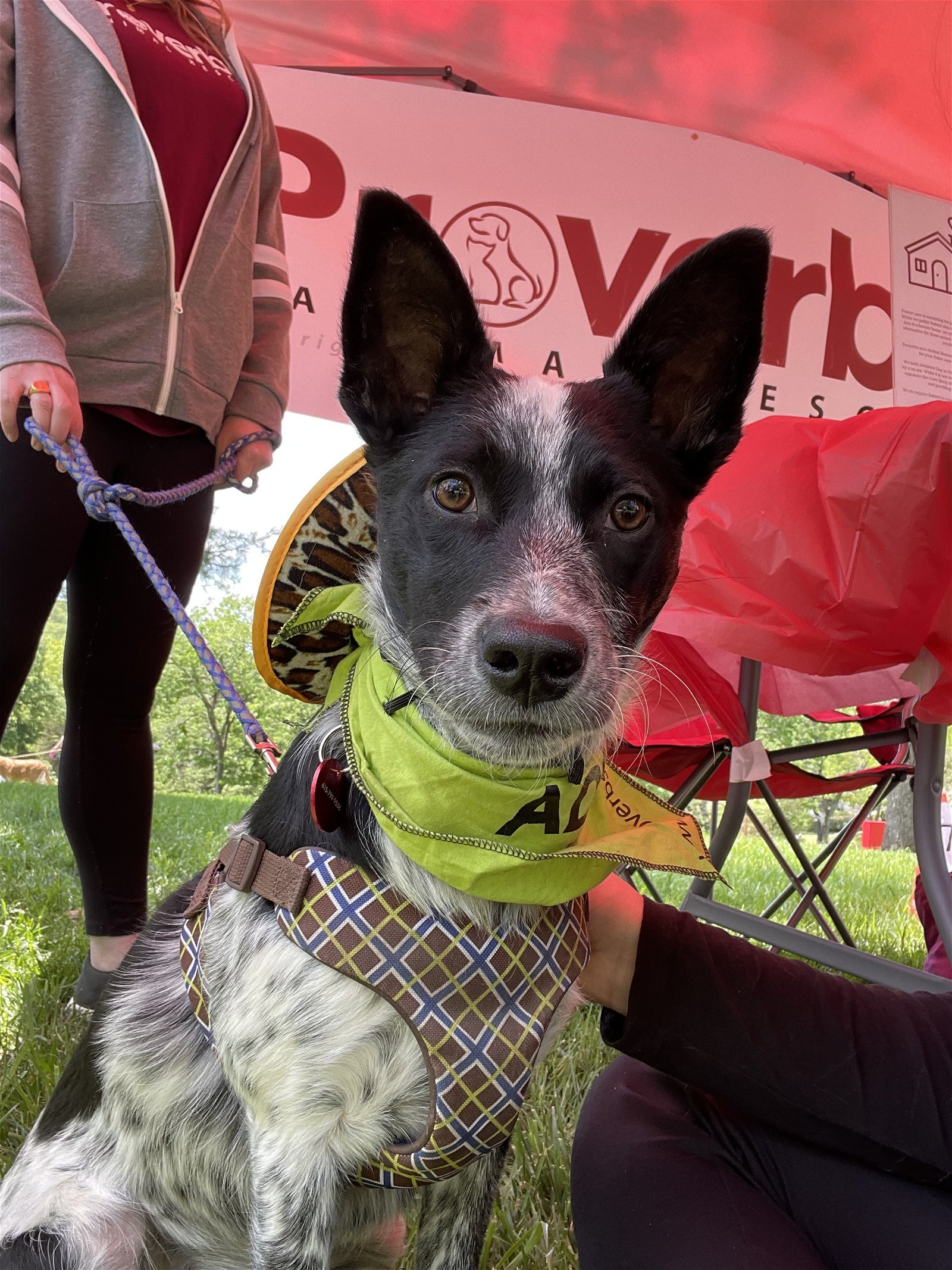 adoptable Dog in Nashville, TN named Molly Love