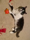 Wilson