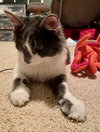 Wilson