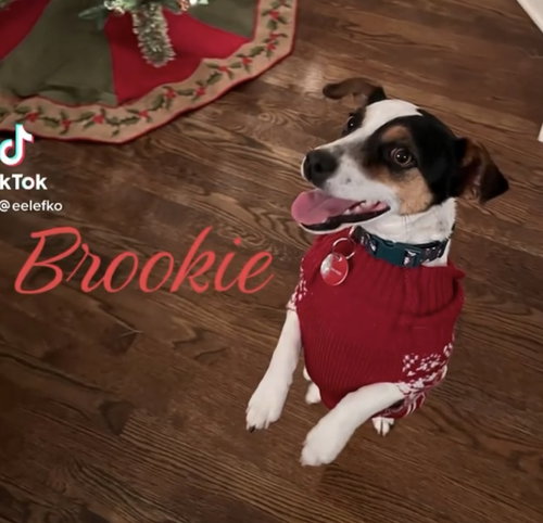 Brookie