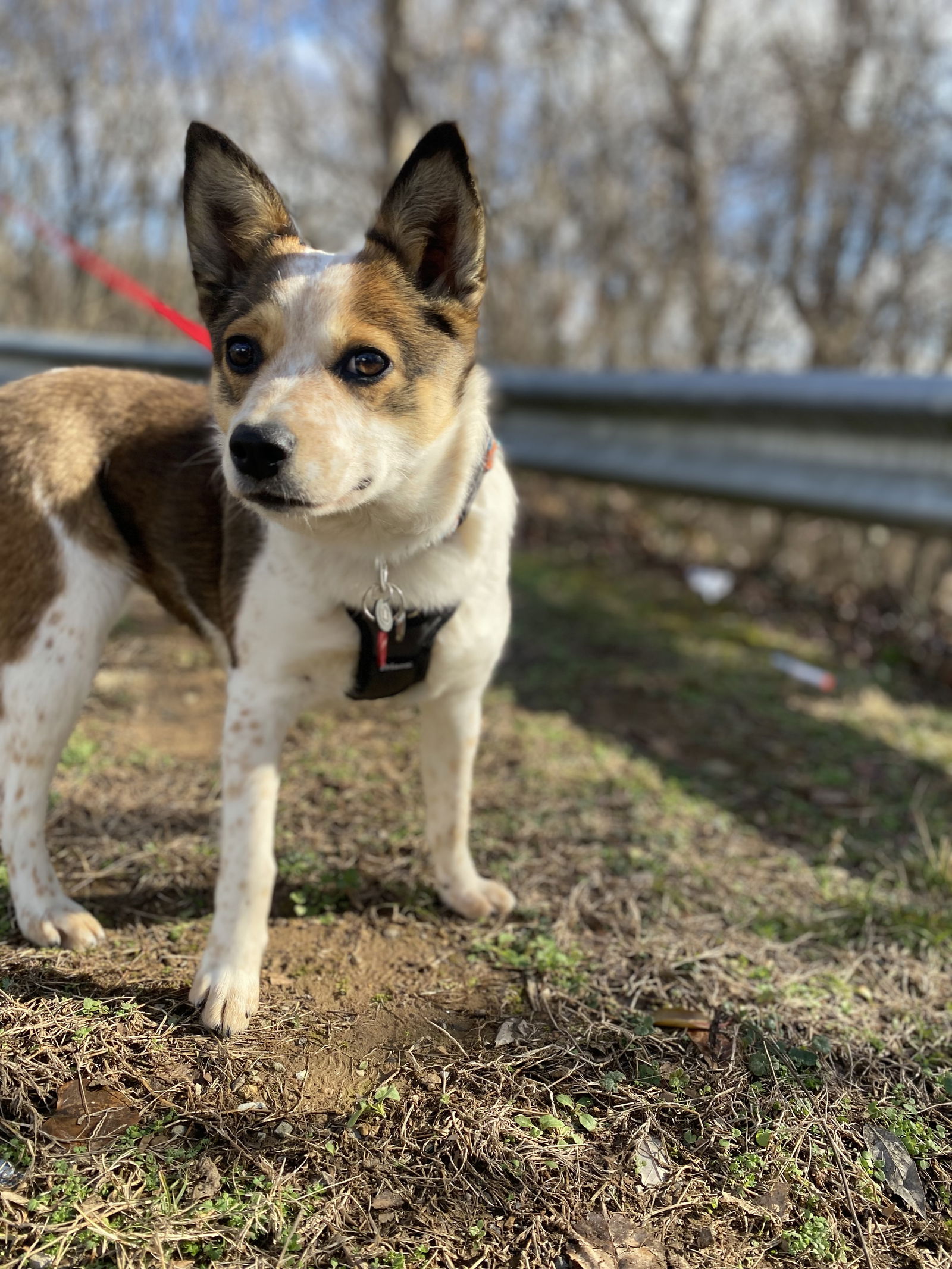 Corgi and deals red heeler mix