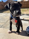 Harlow