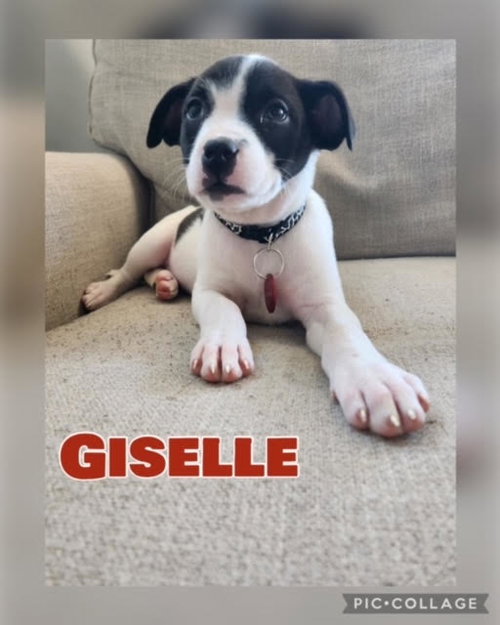 Giselle