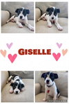 Giselle