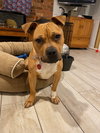Nutmeg