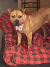 Nutmeg