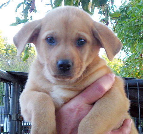 Butterscotch