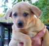 Butterscotch
