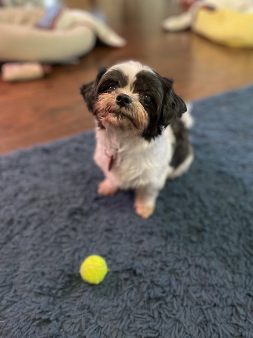Dixie