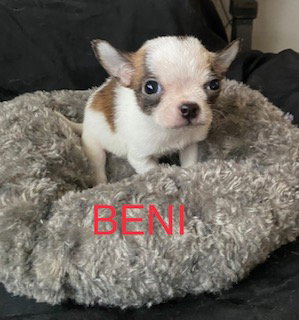 Beni