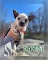 Bambi