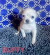 Gypsy