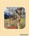 Enzo