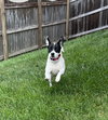 Daisy Ray