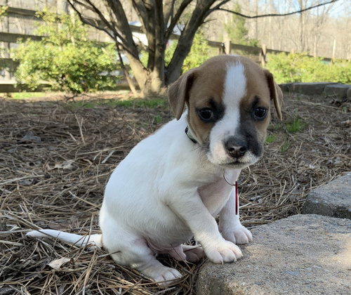 Scout