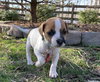 Scout