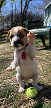 Scout