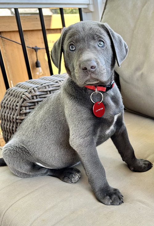 Milo