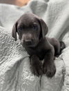 Ellie