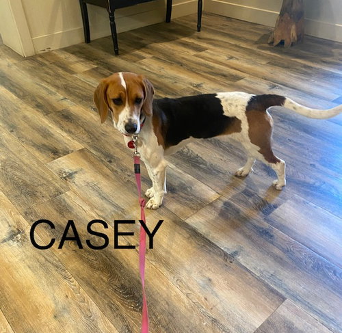 Casey