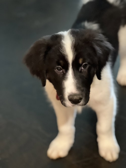 Otis