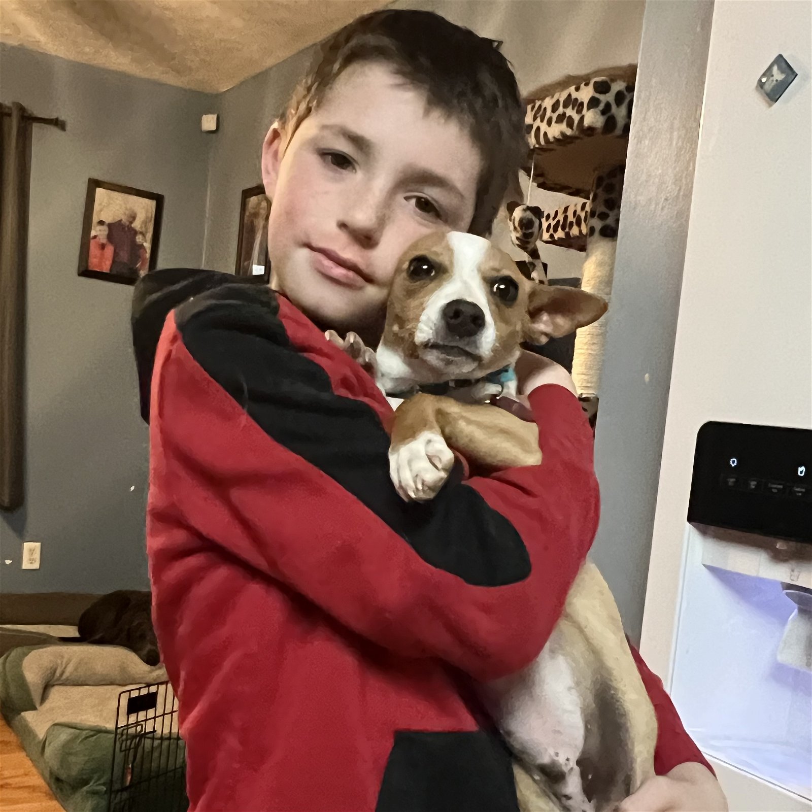 Dog for Adoption - Chewbacca, a Chihuahua in Hickman County, TN | Alpha Paw