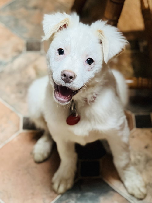 Dora