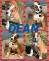 Dean