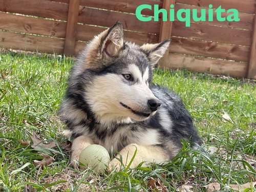 Chiquita