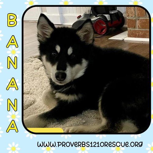 Banana