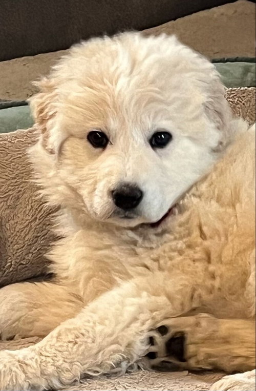Maggie Moo