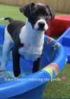 Harper