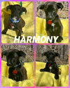 Harmony
