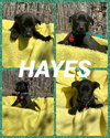 Hayes