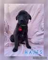 Hayes