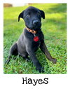 Hayes