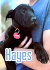 Hayes