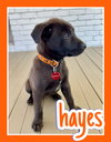 Hayes