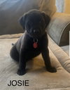 Josie