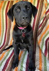 Josie