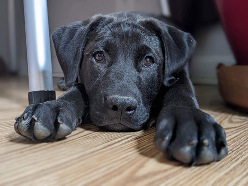 Josie